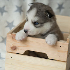 Amour sitzt in der Kiste