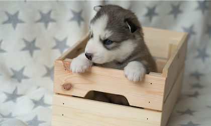 Amour sitzt in der Kiste