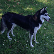 Shasta hat Witterung aufgenommen.