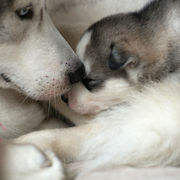 Papa Lubi mit Amir Cielo