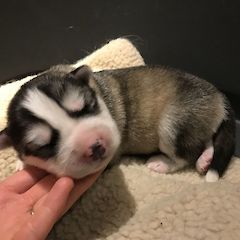 Balu, 1 Woche alt, schon 1080g!