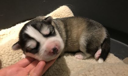 Balu, 1 Woche alt, schon 1080g!