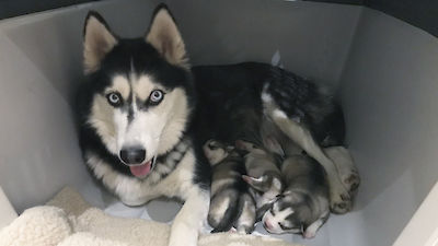 Mama Shasta mit ihrem zweiten Wurf.
