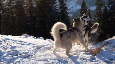 Shasta und Lubi toben ausgelassen in den österreicher Alpen.